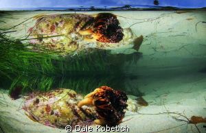 Sea weed root ball or holdfast in tide pool reflection by Dale Kobetich 